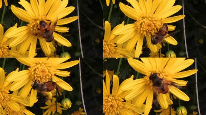 蜜蜂、黄金菊实拍素材3