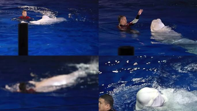 白鲸表演 昆明花都海洋世界