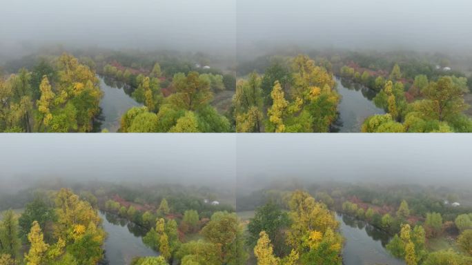 秋季晨雾缭绕的森林河流