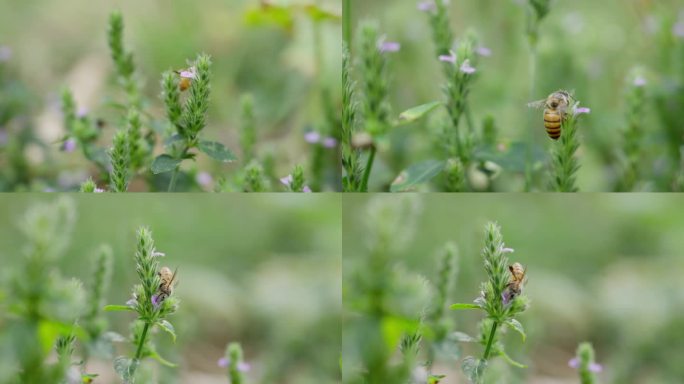 蜜蜂采野花蜜