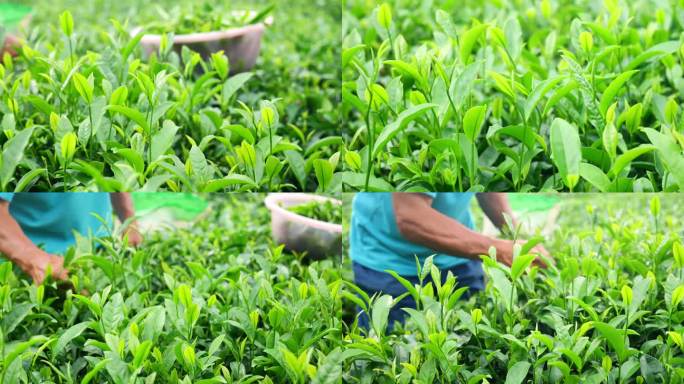 （有版权）清明茶茶园茶山茶叶