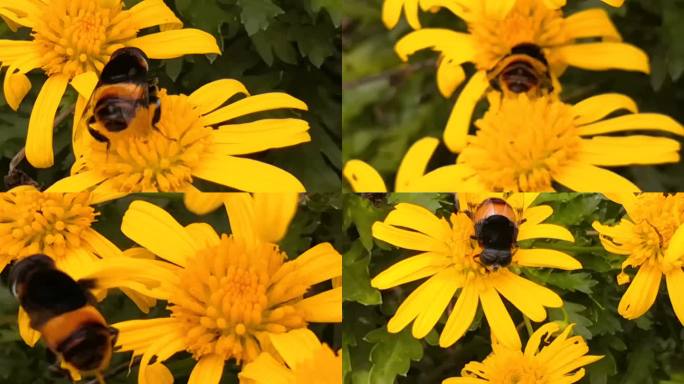 蜜蜂、黄金菊实拍素材8