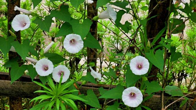 （有版权）4K旋花牵牛花野花花卉植物