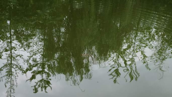 池塘倒影影子柳树树木庭院