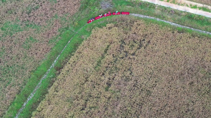 航拍重庆北碚虎头山稻野农场行驶稻田小火车