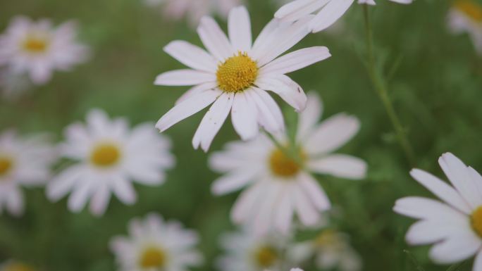 路边小花小白花玛格丽特多组精致浪漫