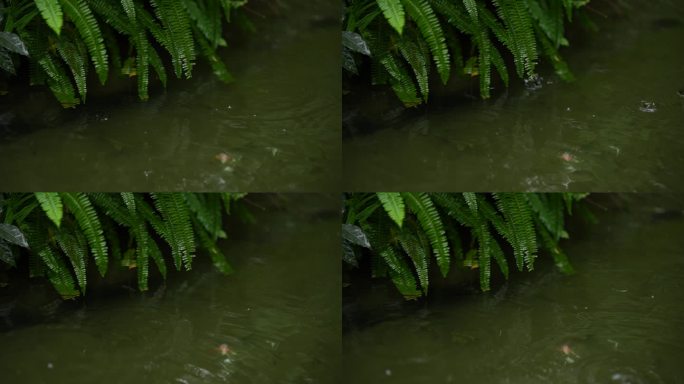 绿叶 雨水 下雨 雨季 清新 唯美空镜头