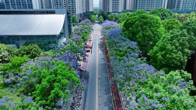 重庆大学城熙街蓝花楹航拍空镜