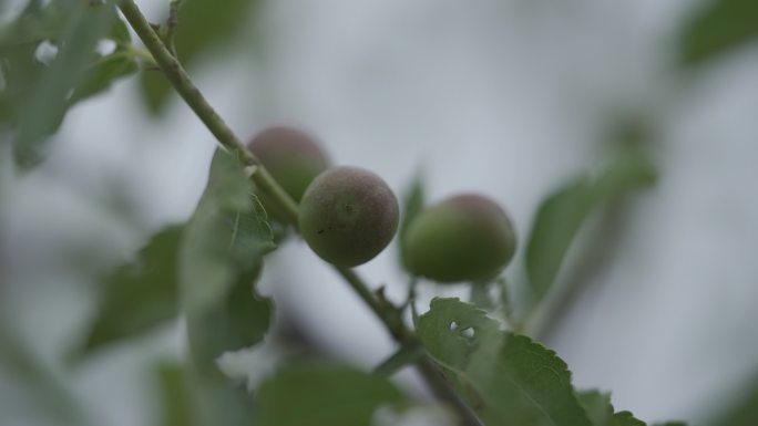 酸枣