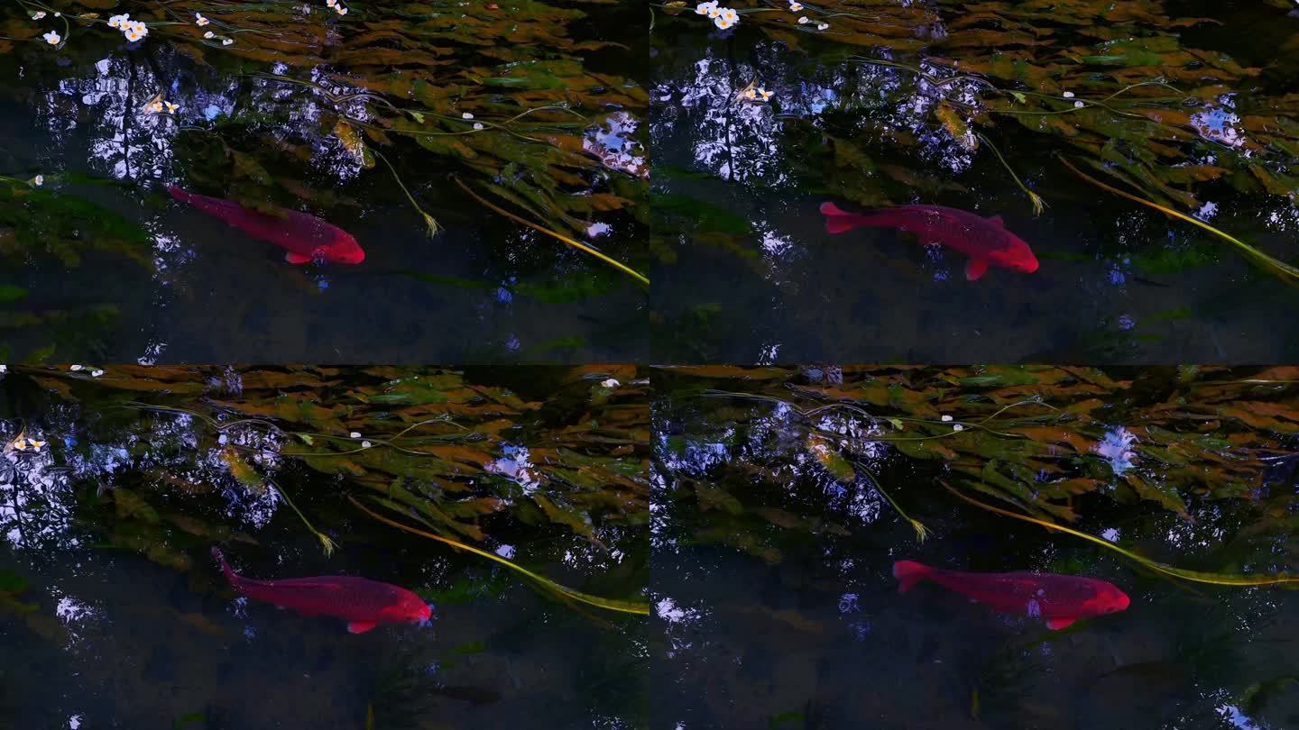 红鲤鱼在海菜花里游动16