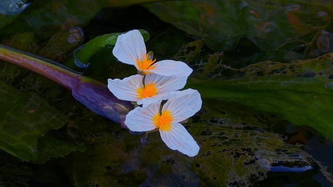 海菜花特写34