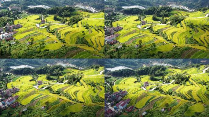 浙江天台山，北山村，鎏金梯田的秋天