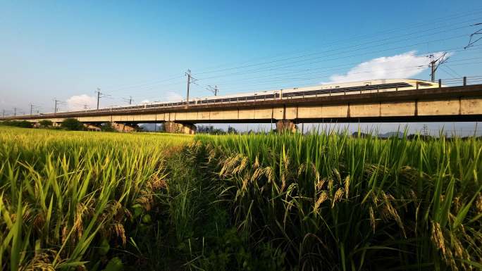 蓝天白云阳光下稻田旁铁路桥上行驶的列车