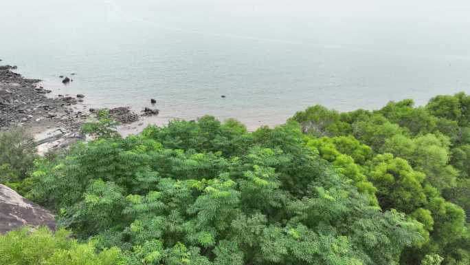 海岸松树林沙滩大海边树林航拍海岸线森林