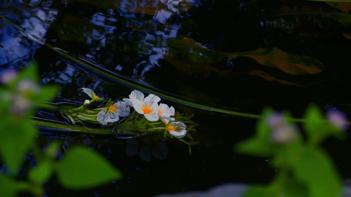 海菜花17