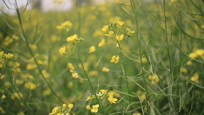 油菜花