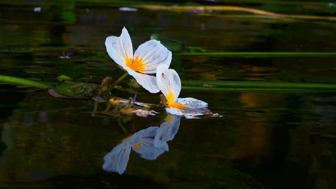 海菜花特写30