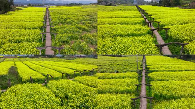 璧山七塘油菜花田航拍空镜