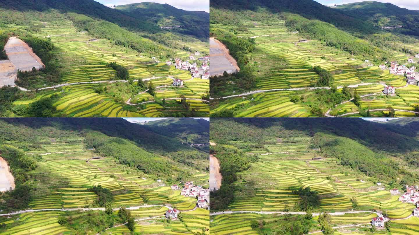 浙江天台山，北山村，鎏金梯田的秋天