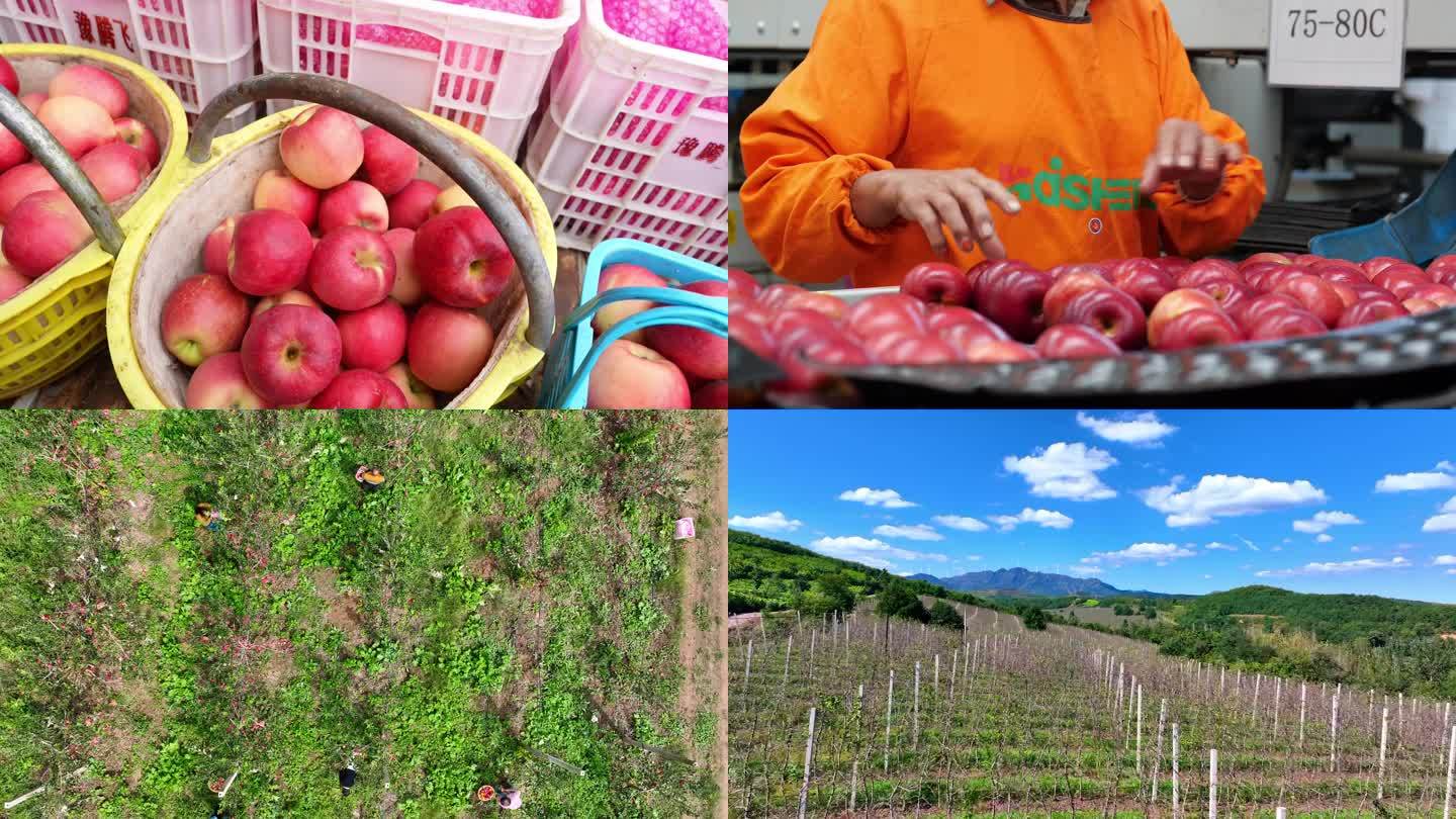 苹果 采摘 生产线 苹果园