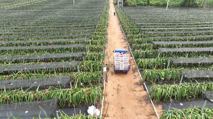 海南火龙果果园种植基地