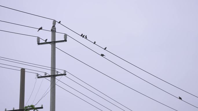 电线上的鸟飞翔 升格
