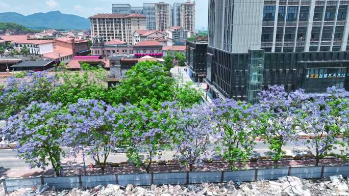 重庆大学城熙街蓝花楹航拍空镜