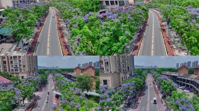 重庆大学城熙街蓝花楹航拍空镜