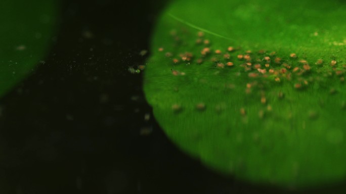 水蚤红虫水生物金鱼饲料