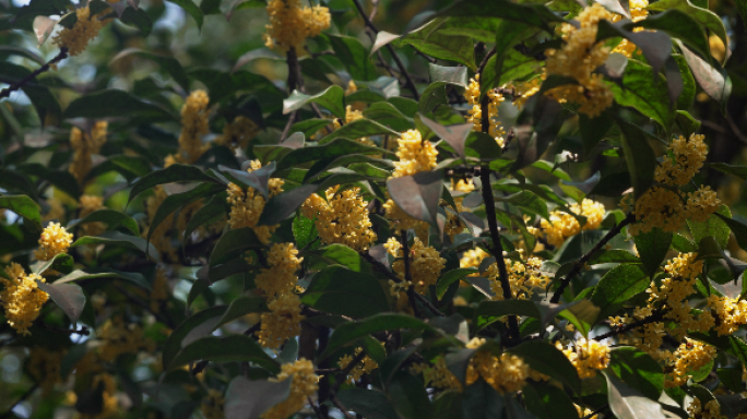 （原创4k）桂花 桂花树