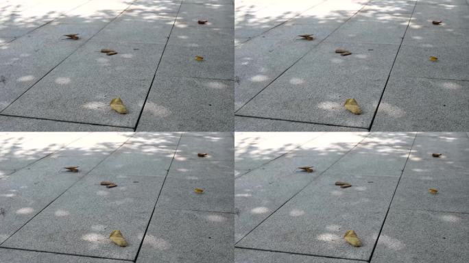 8K实拍广州秋后石头地板上落叶与斑驳阳光