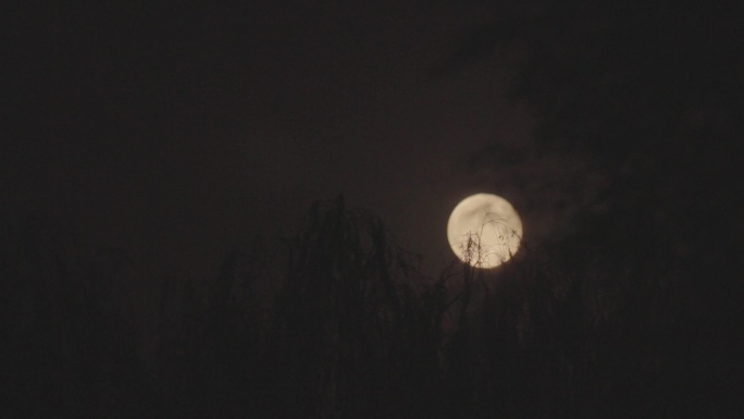 实拍十五的月亮-风吹柳条-月上树稍1