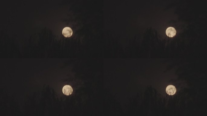 实拍十五的月亮-风吹柳条-月上树稍1