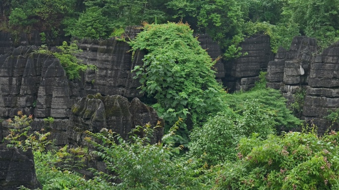 奥陶纪湖北恩施4A梭布垭石林奇特景区