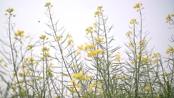 油菜花