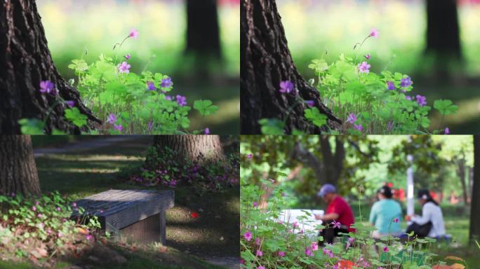 公园长凳上休息 红花酢浆草