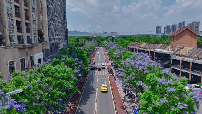 重庆大学城熙街蓝花楹航拍空镜