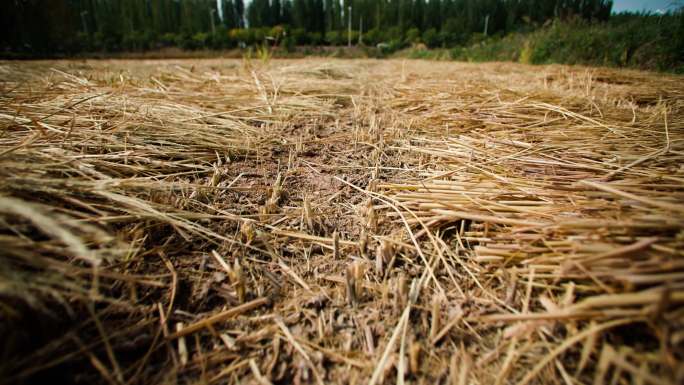 行走在收割的稻田-稻草编织-农业资料