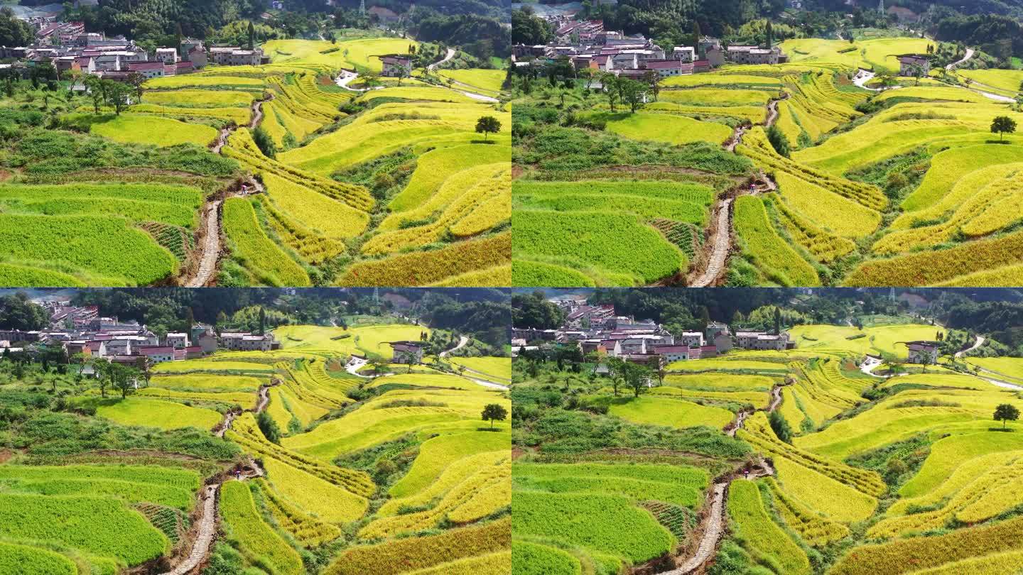 浙江天台山，北山村，鎏金梯田的秋天