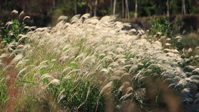 山东省荣成市港西镇朝阳港湿地公园秋风芦苇