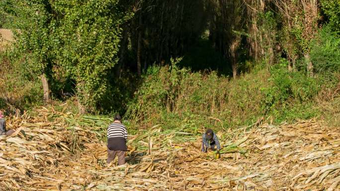 玉米地掰苞米农妇秋收劳作劳动