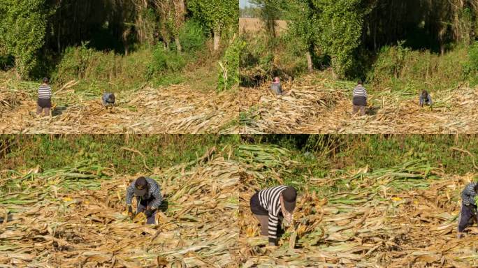 玉米地掰苞米农妇秋收劳作劳动
