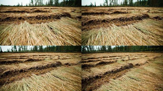 收割后的稻田-稻草编织材料-农业生产资料
