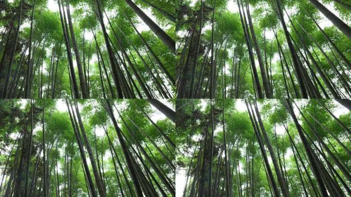 唯美4k竹海竹林竹子竹叶园林风景