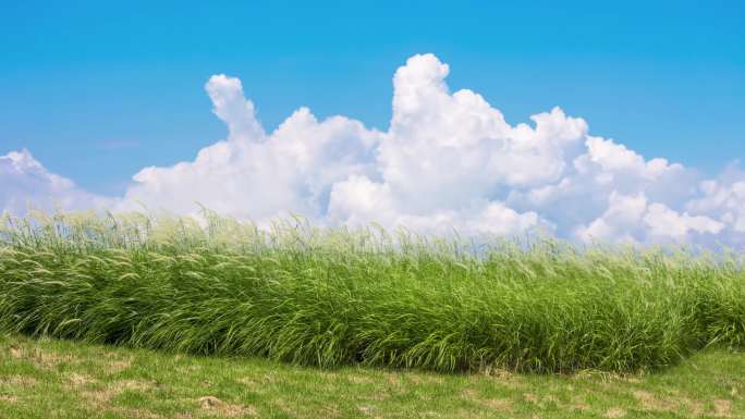 夏季天空浪漫唯美青草白云延时