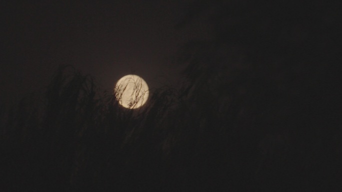 实拍十五的月亮-月上树稍-风吹柳条