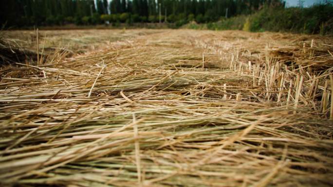 收割后的稻田-稻草编织-农业资料