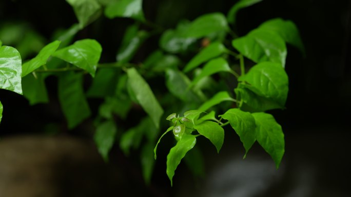 绿叶 清新  唯美 下雨 雨天