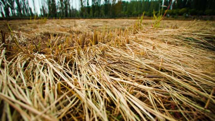 稻草编织-农业资料-收割后的稻田