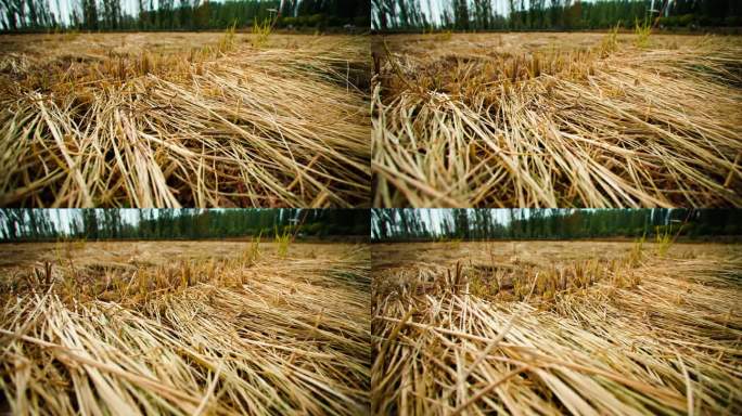 稻草编织-农业资料-收割后的稻田
